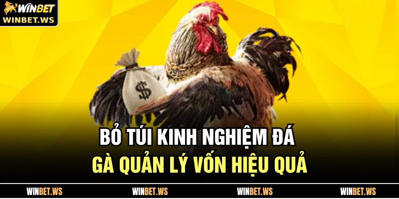 Kinh Nghiệm Đá Gà WINBET Giúp Bet Thủ Tăng Tỷ Lệ Thắng 3 Bỏ túi kinh nghiệm đá gà quản lý vốn hiệu quả