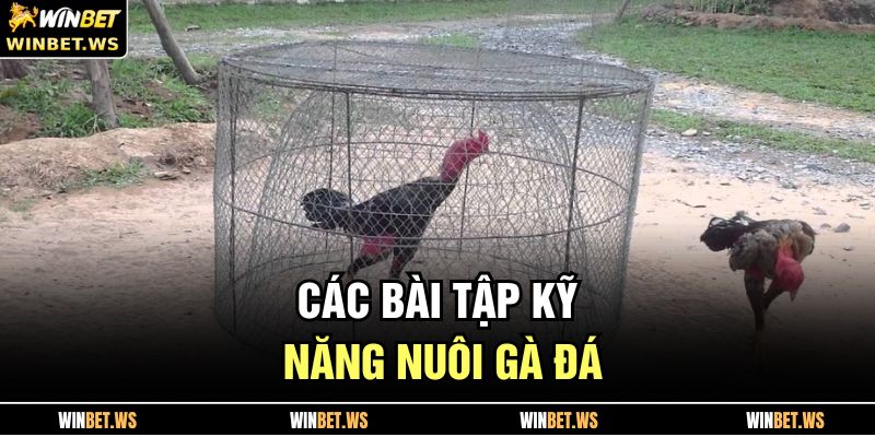 Nuôi Gà Đá WINBET – Bí Quyết Nâng Tầm Chiến Kê Hiệu Quả 4 Các bài tập kỹ năng nuôi gà đá