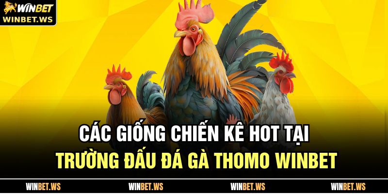 Các giống chiến kê hot tại trường đấu đá gà thomo WINBET