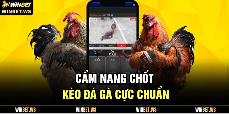 Kinh Nghiệm Đá Gà WINBET Giúp Bet Thủ Tăng Tỷ Lệ Thắng 4 Cẩm nang chốt kèo đá gà cực chuẩn