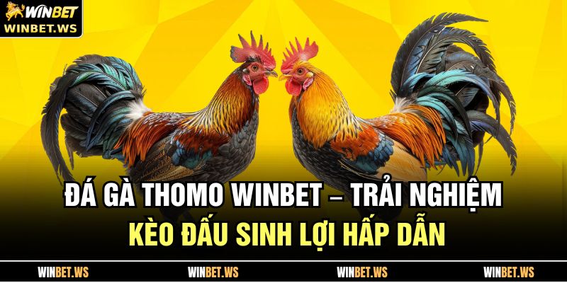 Đá Gà Thomo WINBET – Trải Nghiệm Kèo Đấu Sinh Lợi Hấp Dẫn 1 Đá Gà Thomo WINBET