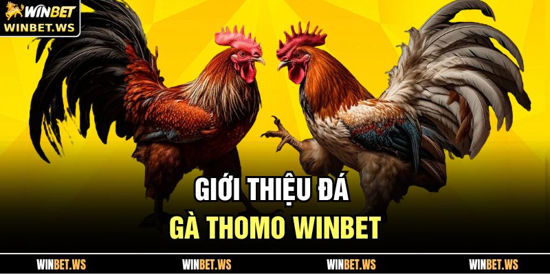 Giới thiệu đá gà thomo WINBET