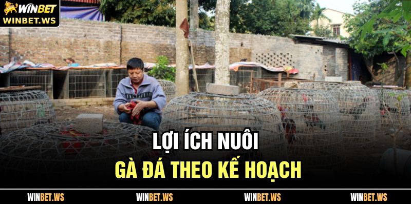 Nuôi Gà Đá WINBET – Bí Quyết Nâng Tầm Chiến Kê Hiệu Quả 2 Lợi ích nuôi gà đá theo kế hoạch