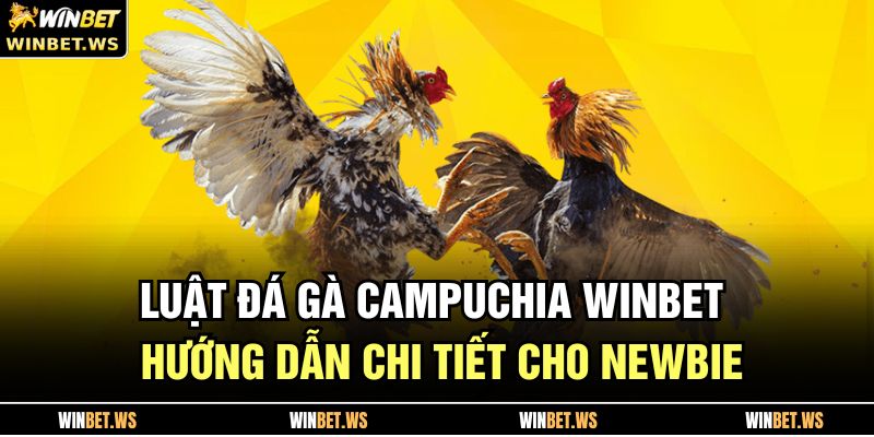 Luật Đá Gà Campuchia WINBET – Hướng Dẫn Chi Tiết Cho Newbie 3 Luật Đá Gà Campuchia