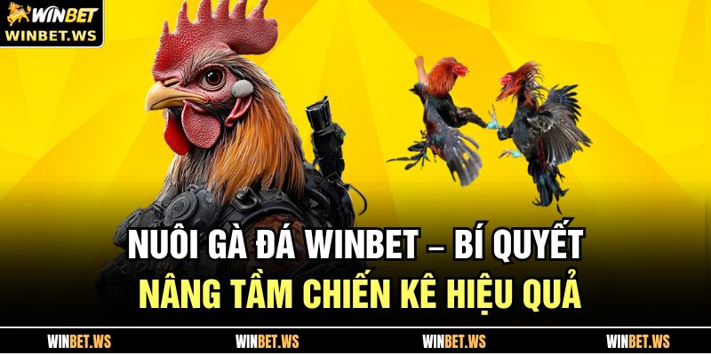 Nuôi Gà Đá WINBET – Bí Quyết Nâng Tầm Chiến Kê Hiệu Quả 9 Nuôi Gà Đá
