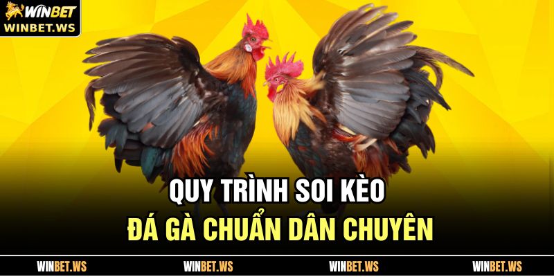 Quy trình soi kèo đá gà chuẩn dân chuyên