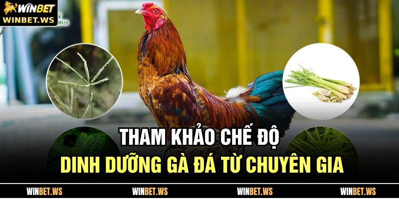 Nuôi Gà Đá WINBET – Bí Quyết Nâng Tầm Chiến Kê Hiệu Quả 3 Tham khảo chế độ dinh dưỡng gà đá từ chuyên gia