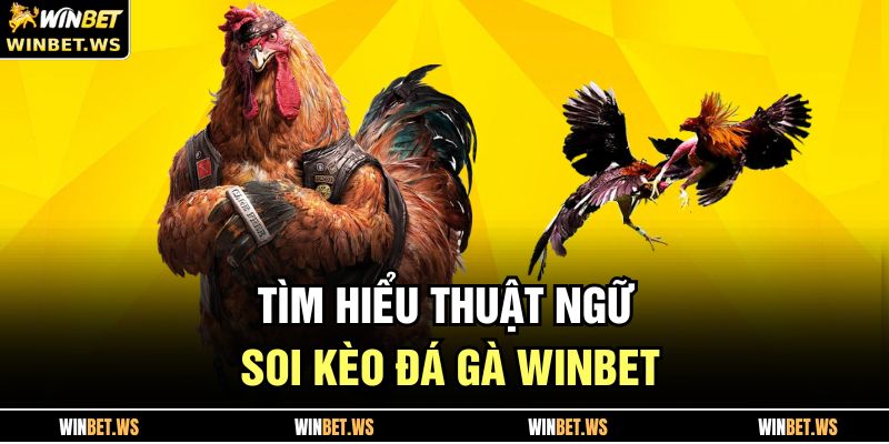 Tìm hiểu thuật ngữ soi kèo đá gà WINBET